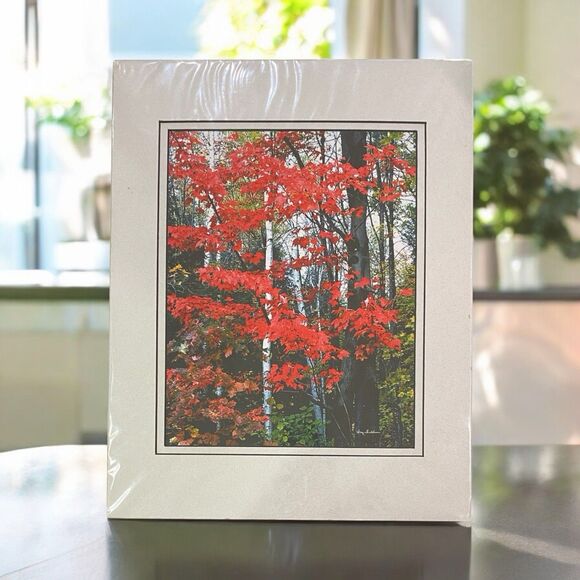 Maples & Birch Nature Photography With Matte For Wall Art By Harry Bowden 14x11” - Picture 1 of 7